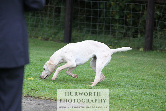 Sinnington Puppy Show 074