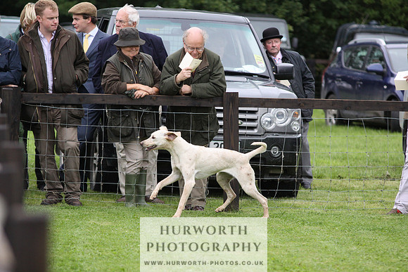 Sinnington Puppy Show 075