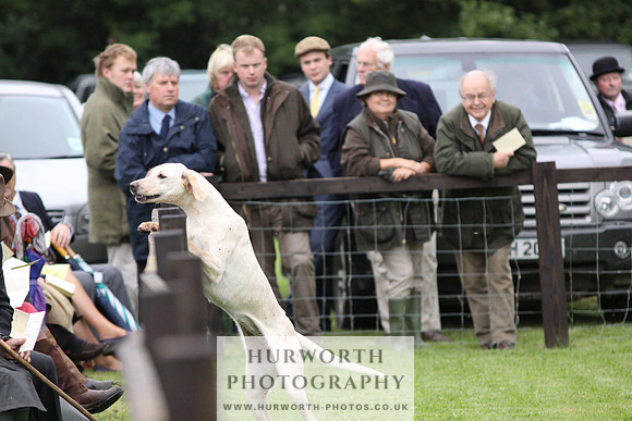 Sinnington Puppy Show 076