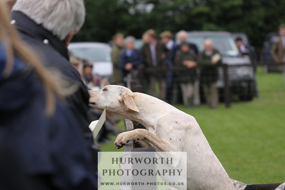 Sinnington Puppy Show 079