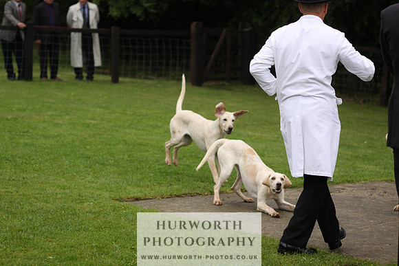 Sinnington Puppy Show 080