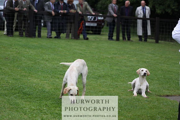 Sinnington Puppy Show 081