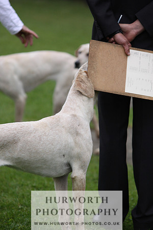 Sinnington Puppy Show 086