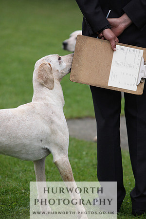 Sinnington Puppy Show 087