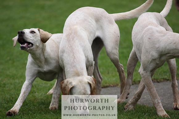 Sinnington Puppy Show 089