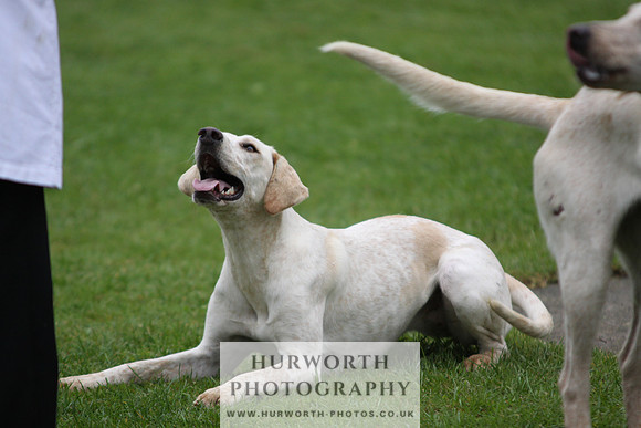 Sinnington Puppy Show 090
