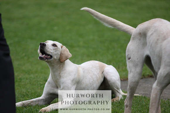 Sinnington Puppy Show 091