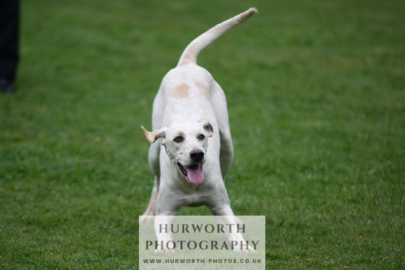 Sinnington Puppy Show 092