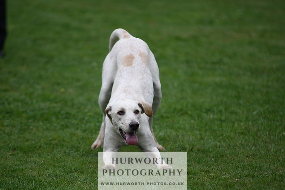 Sinnington Puppy Show 093