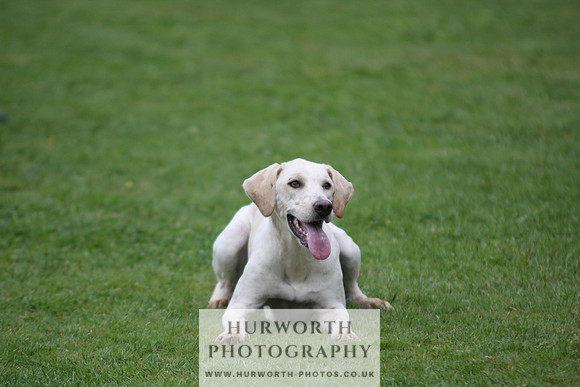 Sinnington Puppy Show 094