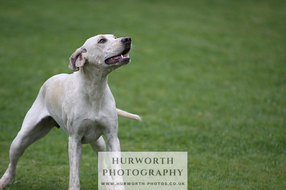 Sinnington Puppy Show 095