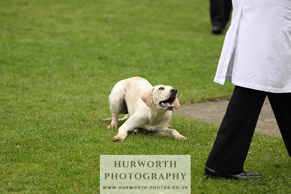 Sinnington Puppy Show 098