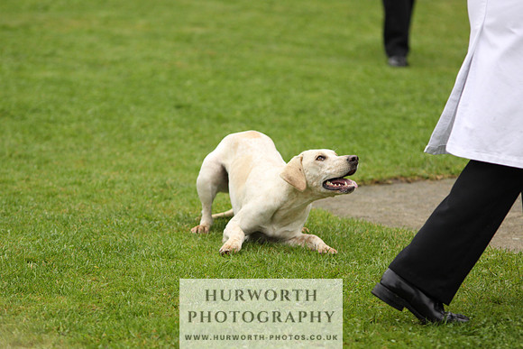 Sinnington Puppy Show 099