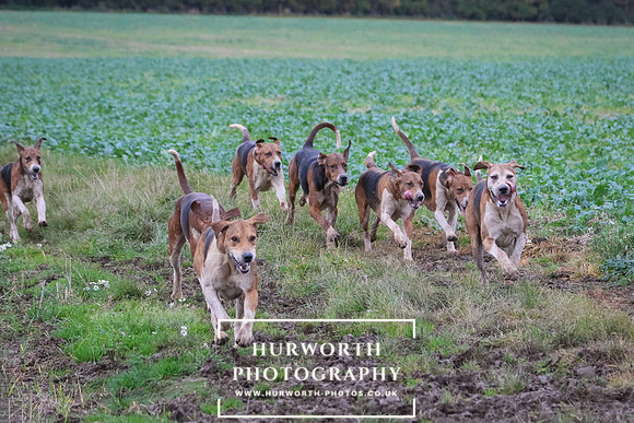 Hurworth Hunt  389