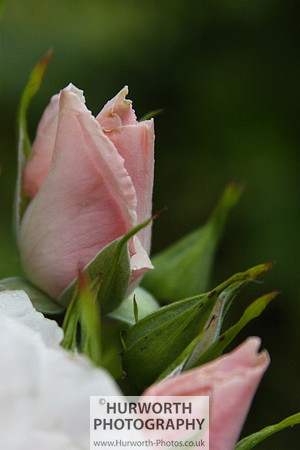 Cottage Garden 013