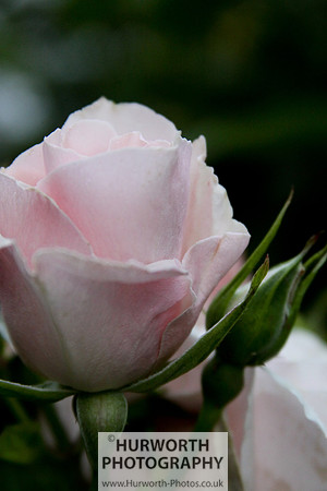 Cottage Garden 012