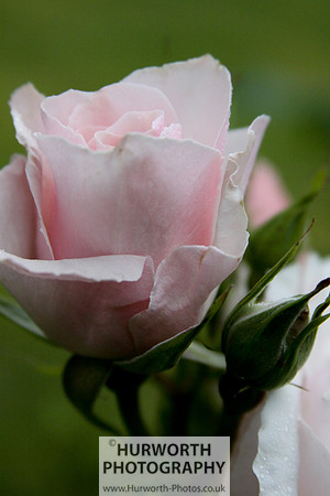 Cottage Garden 014
