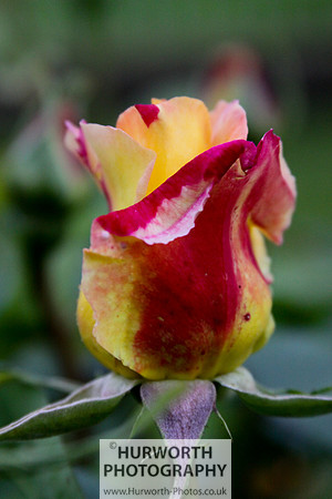 Cottage Garden 015