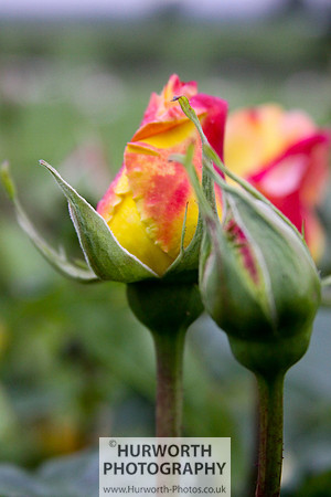 Cottage Garden 016