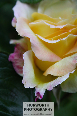 Cottage Garden 017