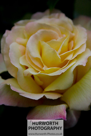 Cottage Garden 018