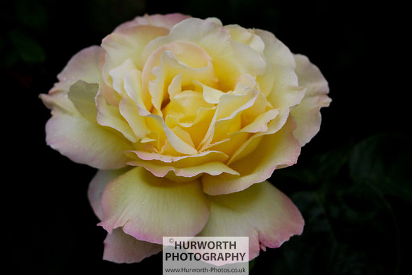 Cottage Garden 004