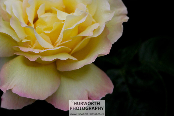 Cottage Garden 005