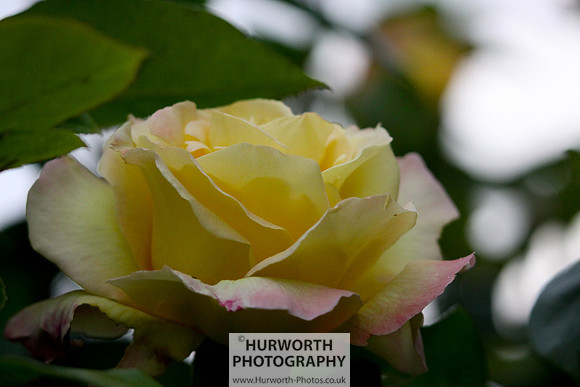 Cottage Garden 006