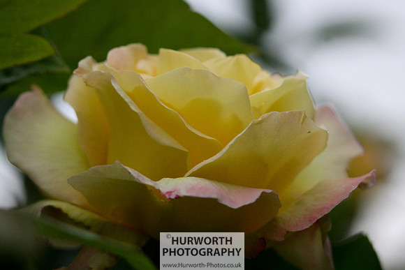 Cottage Garden 007