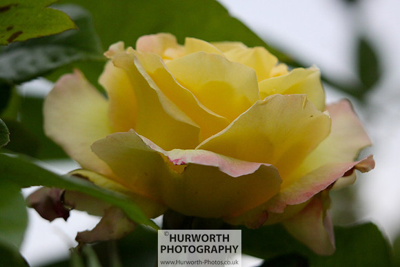 Cottage Garden 008