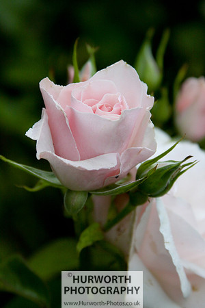 Cottage Garden 009
