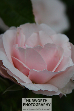 Cottage Garden 010