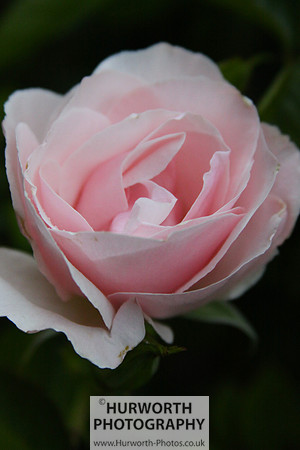 Cottage Garden 011