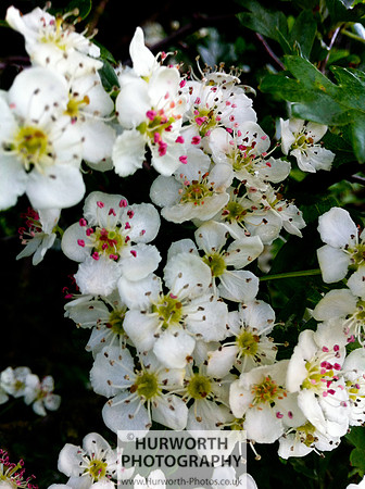 Cottage Garden 148