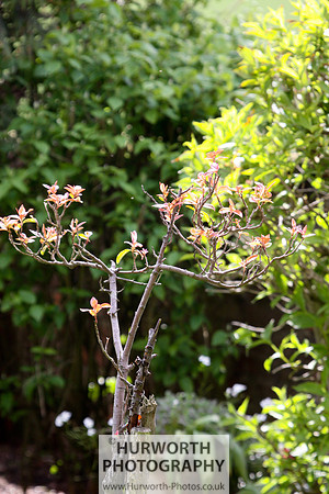 Cottage Garden 149