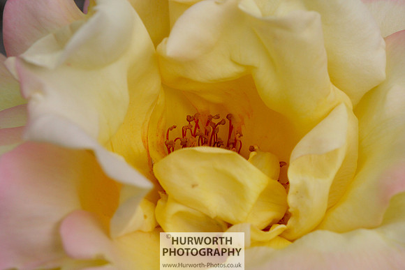 Cottage Garden 006
