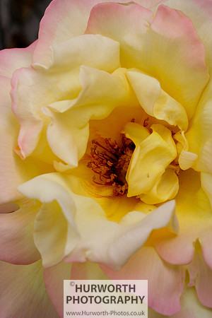 Cottage Garden 007