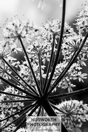 Cottage Garden 011