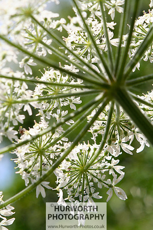 Cottage Garden 012