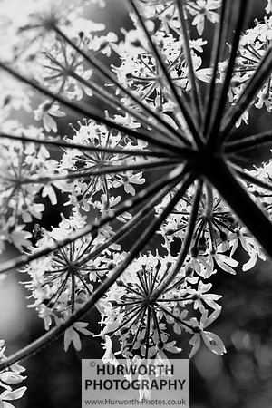 Cottage Garden 013