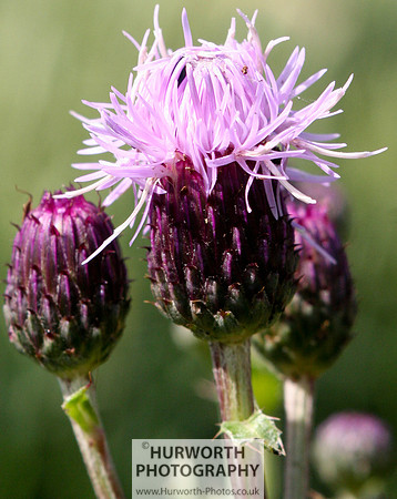 Cottage Garden 014
