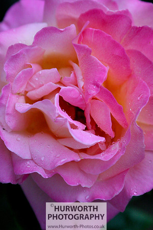 Cottage Garden 015