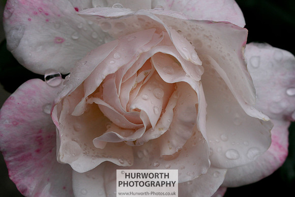 Cottage Garden 016