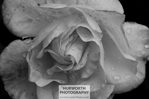 Cottage Garden 017