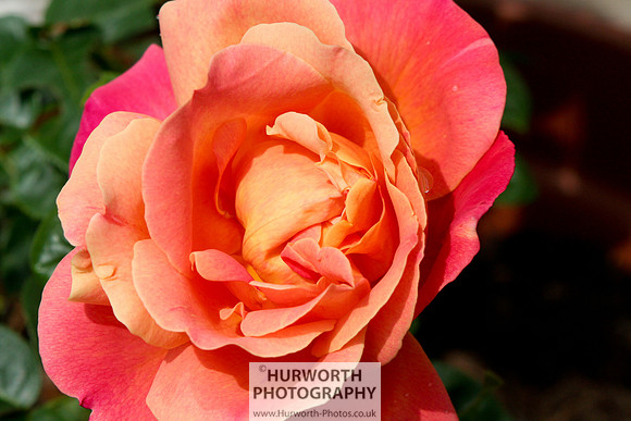 Cottage Garden 018