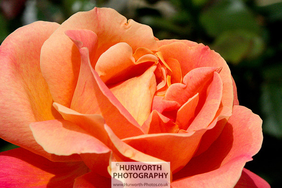 Cottage Garden 019