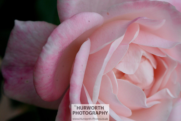 Cottage Garden 020