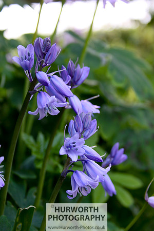 Cottage Garden 022