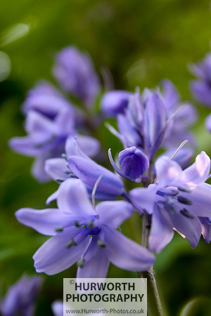 Cottage Garden 023