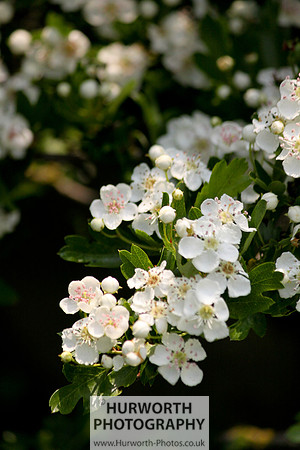 Cottage Garden 024